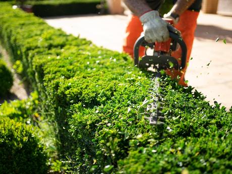 Il giardino come un quadro vivente? Puntate sulle siepi